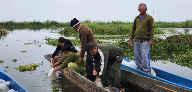 prda secretary releasing fishlings